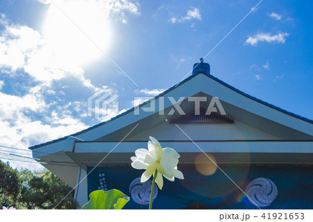 静岡県伊豆の国市正連寺の双頭蓮(ふたごの花) 静岡県伊豆の国市正連寺の双頭蓮(ふたごの花) 41921653