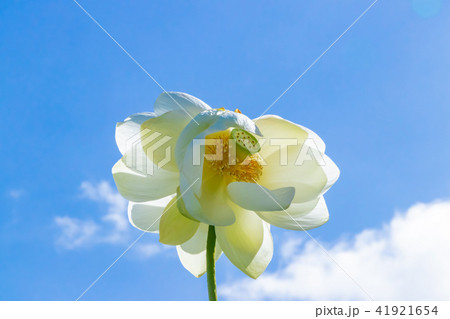 静岡県伊豆の国市正連寺の双頭蓮(ふたごの花) 41921654