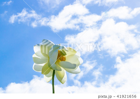 静岡県伊豆の国市正連寺の双頭蓮(ふたごの花) 静岡県伊豆の国市正連寺の双頭蓮(ふたごの花) 41921656