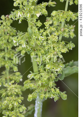 ナガバギシギシ 41921696