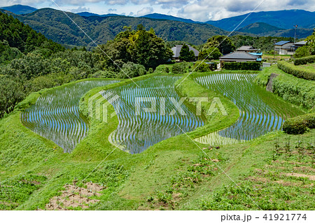 静岡県伊豆市　荒原の棚田 41921774