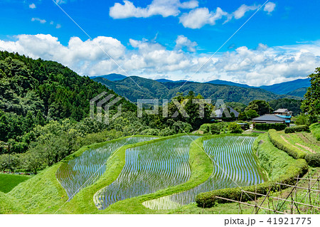 静岡県伊豆市　荒原の棚田 41921775