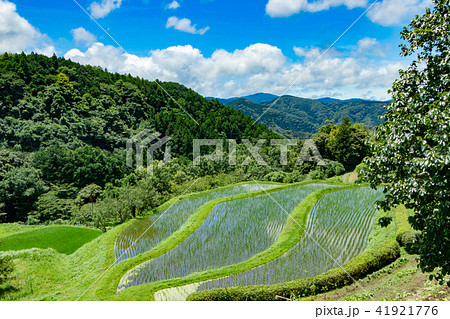 静岡県伊豆市　荒原の棚田 41921776