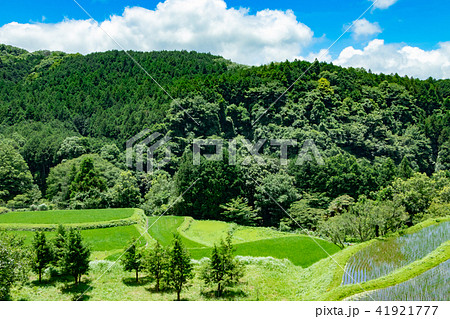 静岡県伊豆市 荒原の棚田 静岡県伊豆市 荒原の棚田 41921777