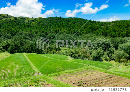 静岡県伊豆市　荒原の棚田 41921778