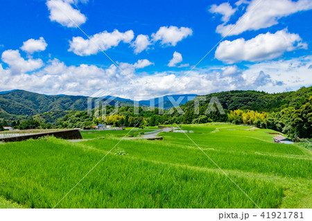 静岡県伊豆市 荒原の棚田 静岡県伊豆市 荒原の棚田 41921781