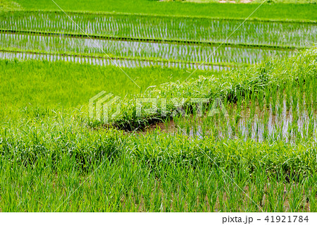 静岡県伊豆市　荒原の棚田 41921784