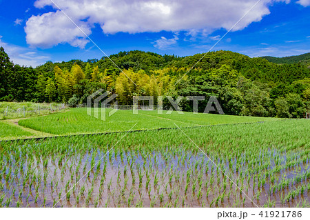 静岡県伊豆市　荒原の棚田 41921786