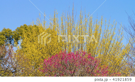 サンシュユと梅　16:9 41921859