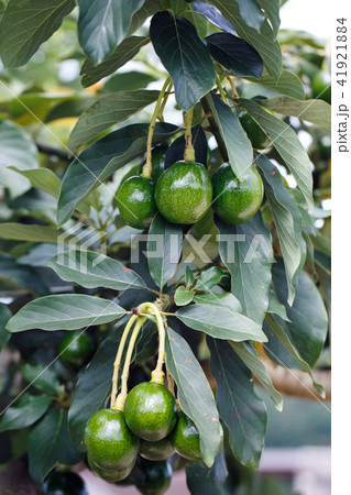 ripe avocados fruit hanging on branch ripe avocados fruit hanging on branch 41921884