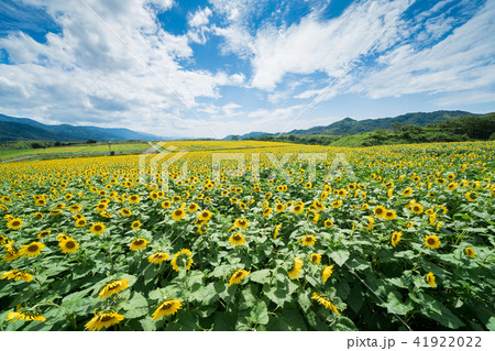 ひまわり畑 香川県まんのう町の写真素材