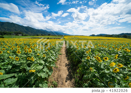 ひまわり畑 小道 香川県まんのう町の写真素材