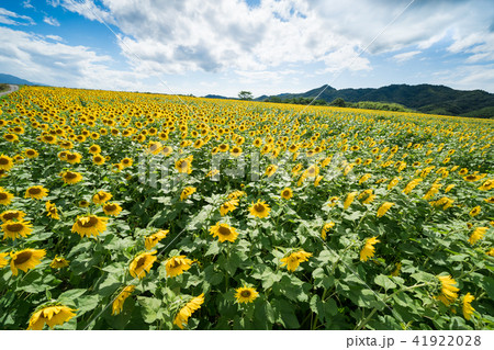 ひまわり畑 香川県まんのう町の写真素材