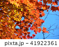 紅葉2 41922361