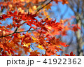 紅葉3 41922362