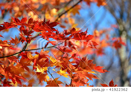 紅葉3 41922362
