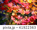 紅葉4 41922363