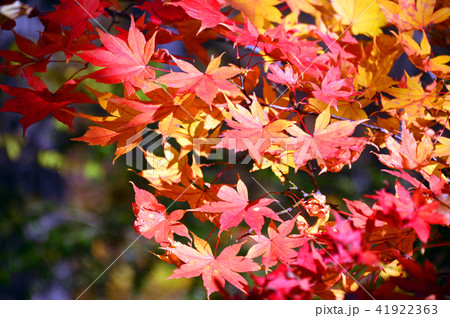紅葉4 41922363