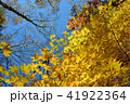 紅葉5 41922364