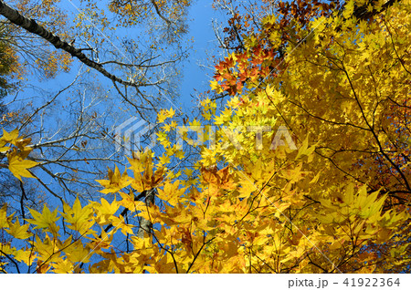 紅葉5 41922364