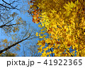 紅葉6 41922365