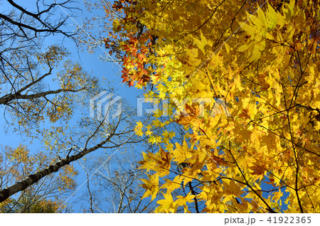 紅葉6 41922365