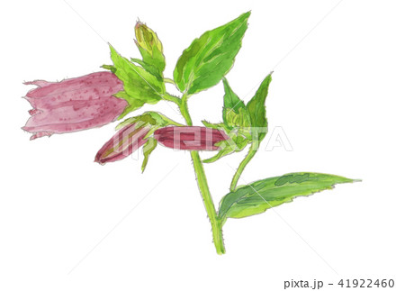 Campanula punctata ホタルブクロ 41922460