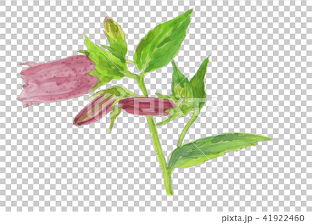 Campanula punctata ホタルブクロ 41922460