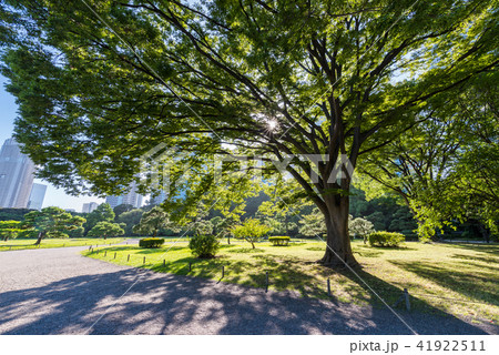 木漏れ日が輝く浜離宮恩賜庭園の風景 41922511