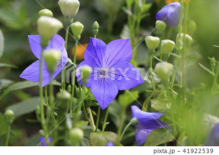 夏の花 キキョウの花とつぼみの写真素材