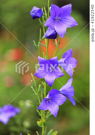 夏の花 キキョウの花とつぼみの写真素材