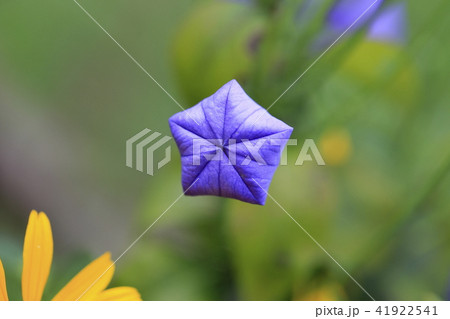 夏の花 キキョウの花とつぼみの写真素材