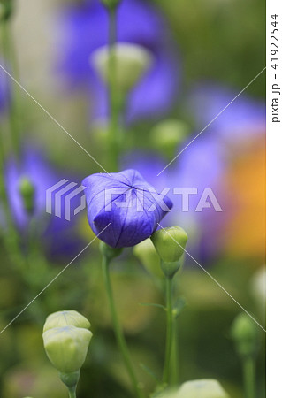 夏の花 キキョウの花とつぼみの写真素材