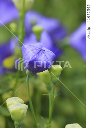 夏の花 キキョウの花とつぼみの写真素材