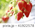 いちご 41922578