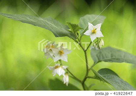 ワルナスビ 41922647