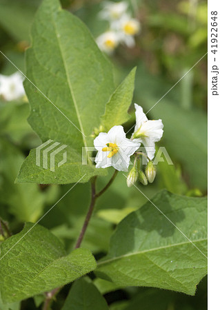 ワルナスビ ワルナスビ 41922648