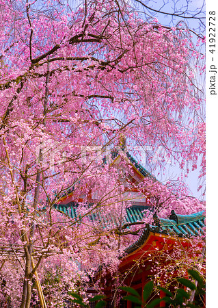 平安神宮、白虎楼と八重紅枝垂桜(京都府京都市左京区岡崎西天王町)※作品コメント欄に撮影位置あり 平安神宮、白虎楼と八重紅枝垂桜(京都府京都市左京区岡崎西天王町)※作品コメント欄に撮影位置あり 41922728