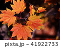 紅葉7 41922733