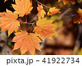 紅葉8 41922734