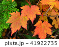 紅葉9 41922735