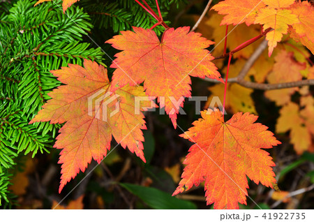 紅葉9 41922735