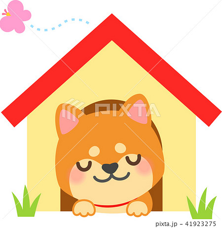 犬小屋で眠る柴犬 犬小屋で眠る柴犬 41923275