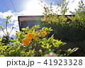 晴天の花と家 41923328