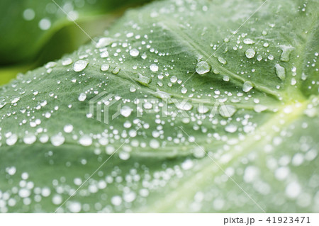 水玉 水玉 41923471