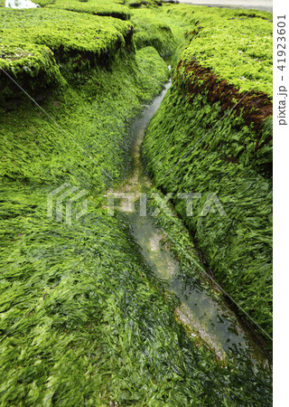 新北市 北海岸 すがすがしさ 41923601