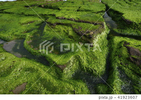 新北市 北海岸 すがすがしさ 41923607