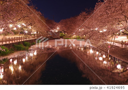 ひょうたん池の夜桜 -愛媛県西条市-の写真素材 [41924695] - PIXTA