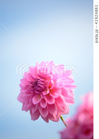 ダリア 縦位置の写真素材