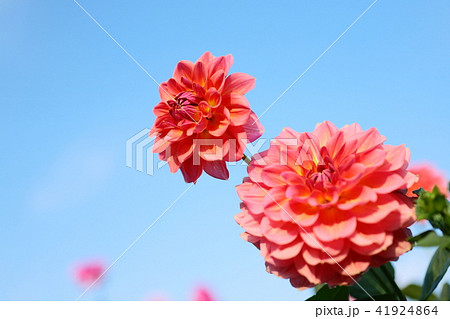 ダリア 41924864